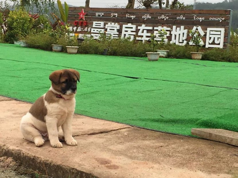 版纳曼掌房车营地